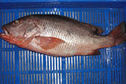 Blood Red Snapper
