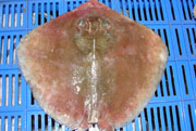 Cow Tail Stringh Ray